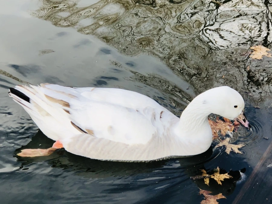 IMG_3522.jpg?type=w966