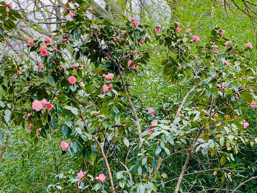 IMG_7094.jpg?type=w966