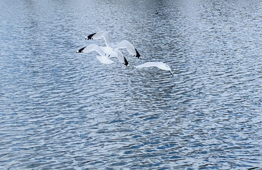 IMG_7700.jpg?type=w966