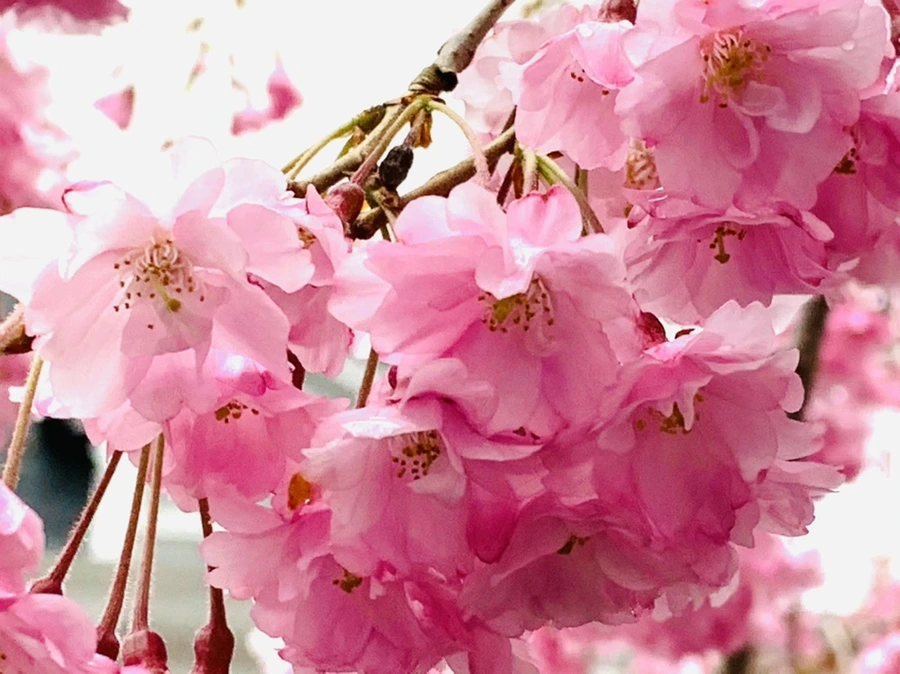 IMG_0795.jpg?type=w966