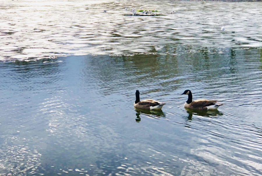 IMG_5112.jpg?type=w966