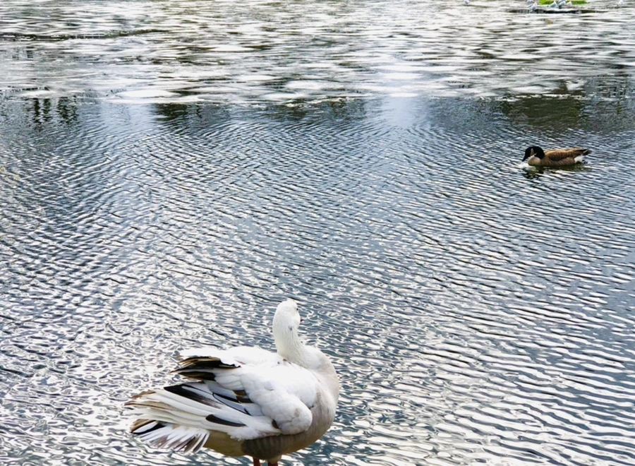 IMG_5089.jpg?type=w966