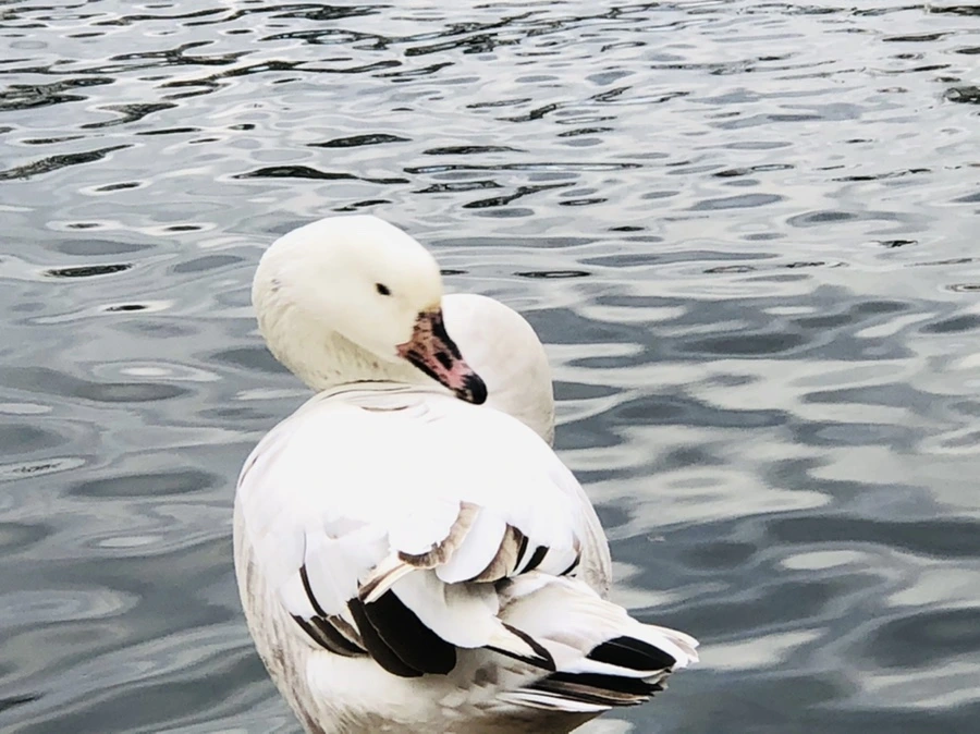 IMG_3945.jpg?type=w966