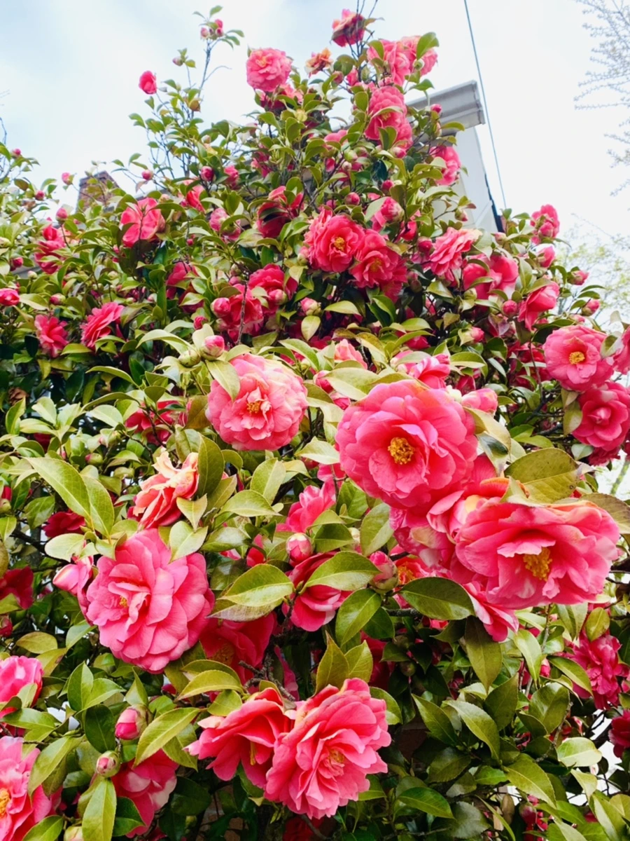 IMG_2918.jpg?type=w966