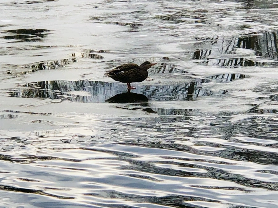 IMG_5015.jpg?type=w966