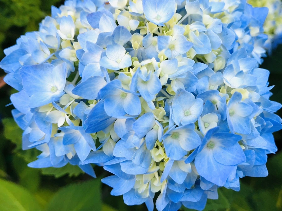 IMG_8636.jpg?type=w966