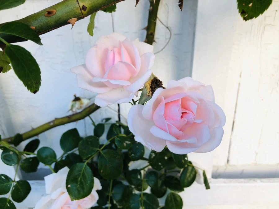 IMG_8465.jpg?type=w966