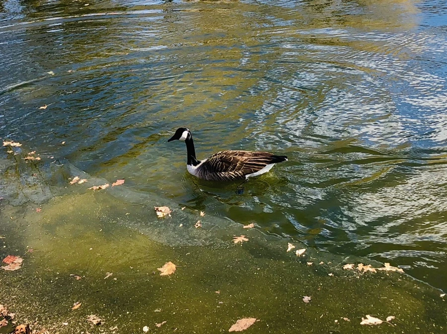 IMG_7572.jpg?type=w966