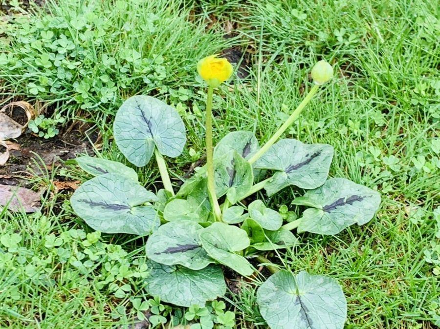 IMG_5329.jpg?type=w966