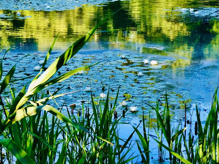 IMG_2235.jpg?type=w966