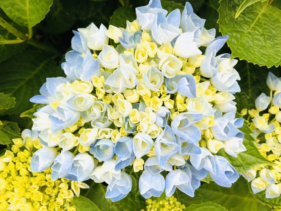 IMG_8791.jpg?type=w966