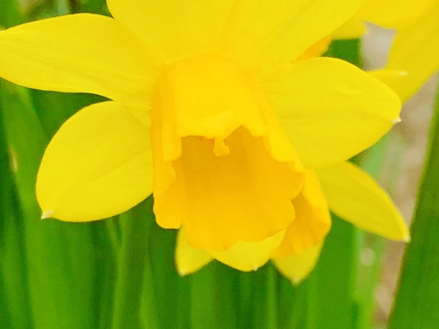 IMG_4033.jpg?type=w966