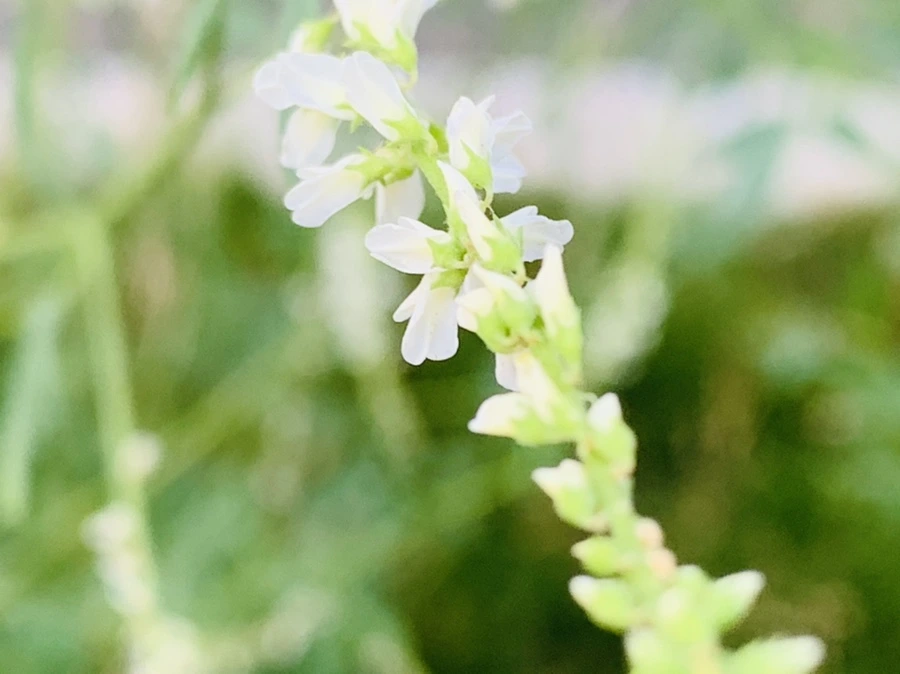 IMG_5900.jpg?type=w966