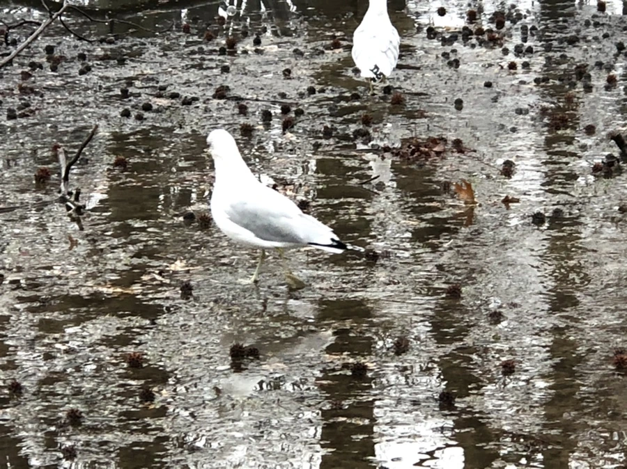 IMG_5705.jpg?type=w966