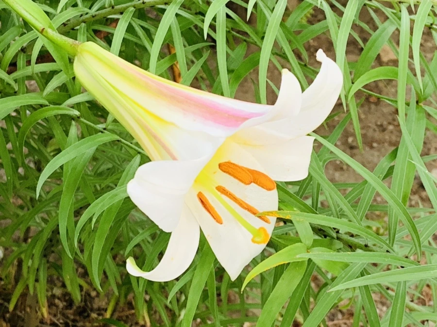 IMG_5910.jpg?type=w966