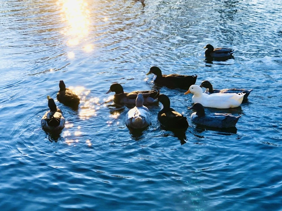 4dOMQWdv7RgGAGsj_jWM3z0EFlk