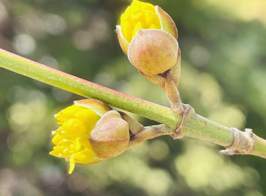 IMG_4161.jpg?type=w966