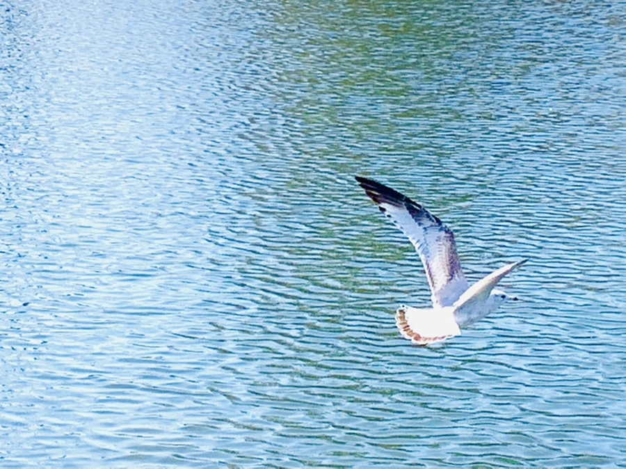 IMG_9390.jpg?type=w966