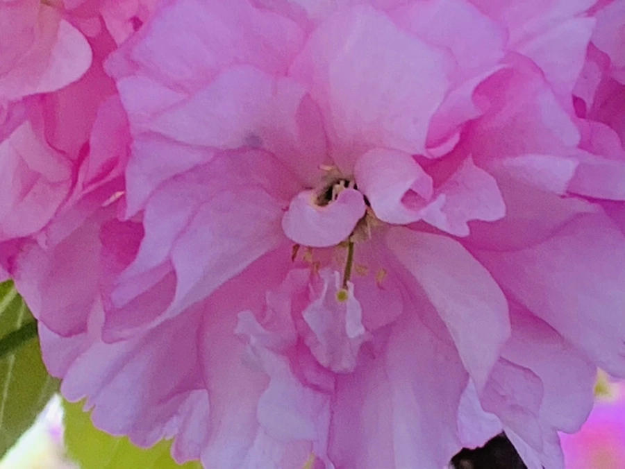 IMG_7363.jpg?type=w966