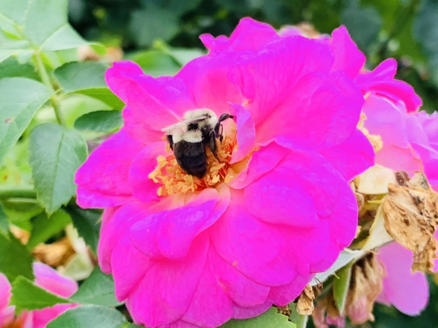 IMG_5028.jpg?type=w966