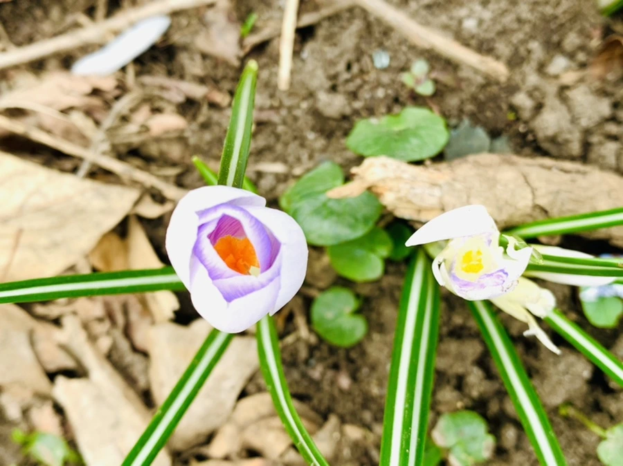 IMG_3508.jpg?type=w966