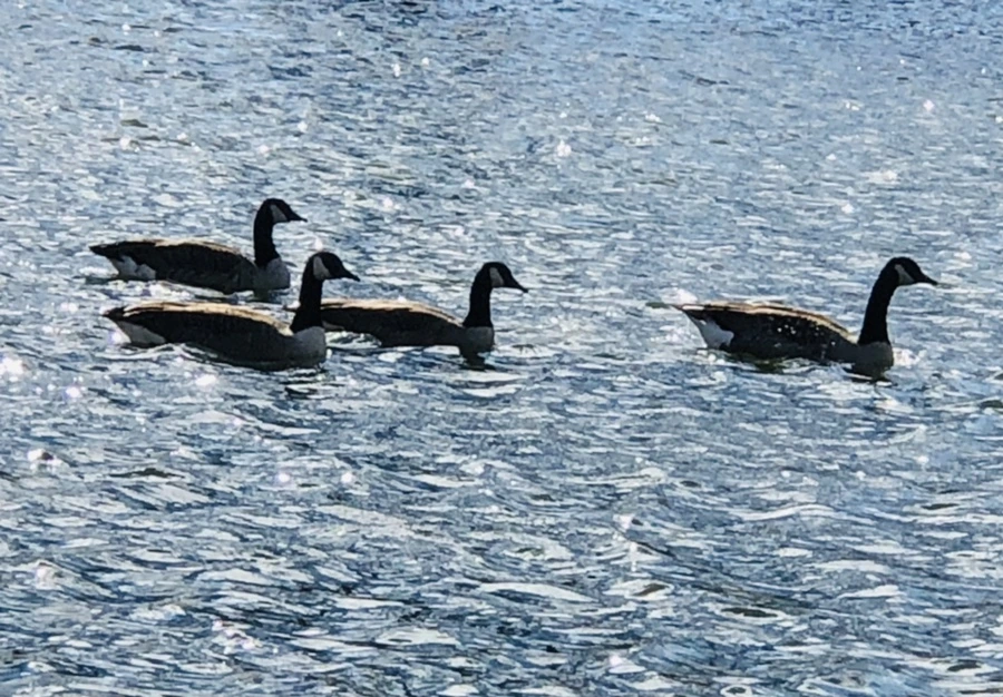 IMG_9202.jpg?type=w966