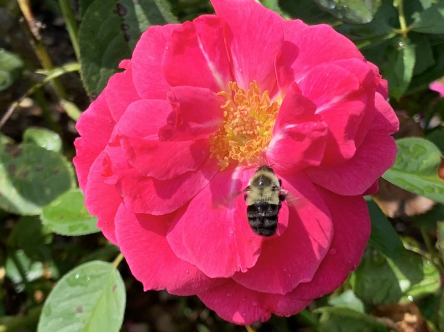 IMG_8492.jpg?type=w966