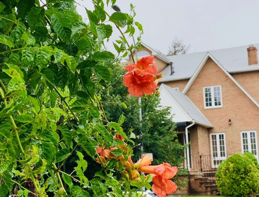 IMG_0012.jpg?type=w966