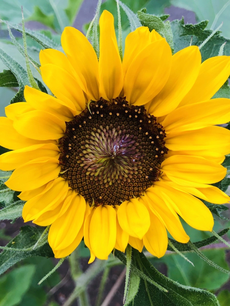 IMG_1731.jpg?type=w966