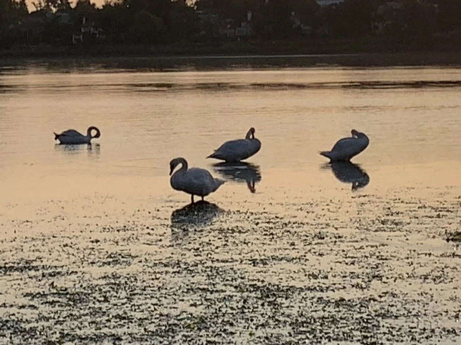 IMG_9610.jpg?type=w966