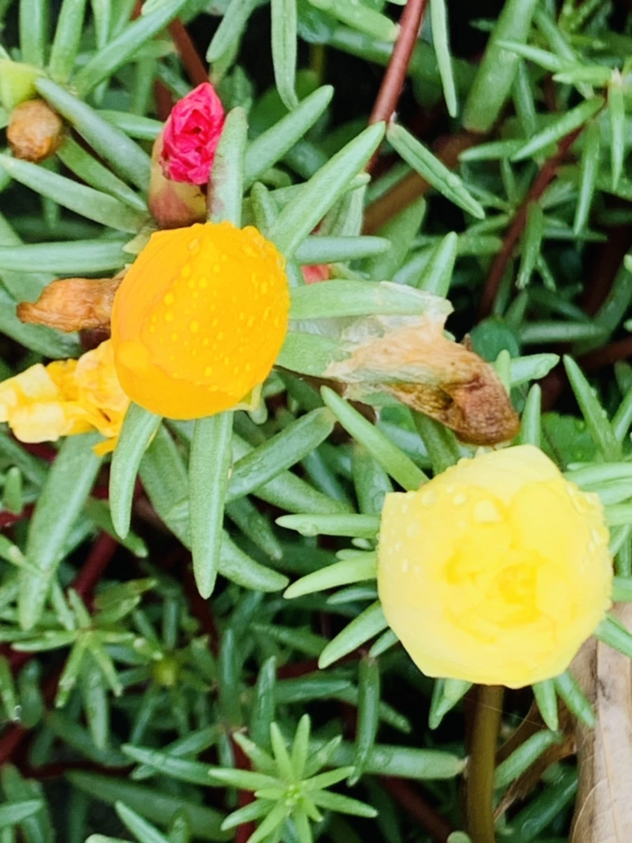 IMG_4946.jpg?type=w966