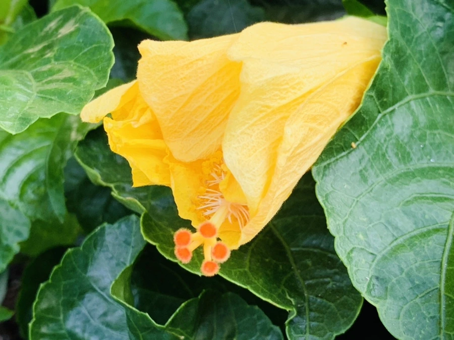 IMG_8213.jpg?type=w966