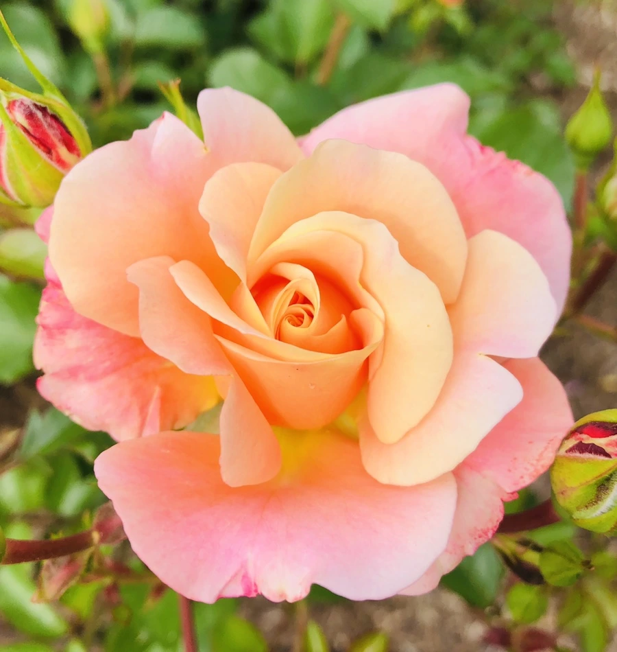 IMG_5686.jpg?type=w966