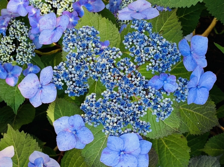 IMG_5206.jpg?type=w966