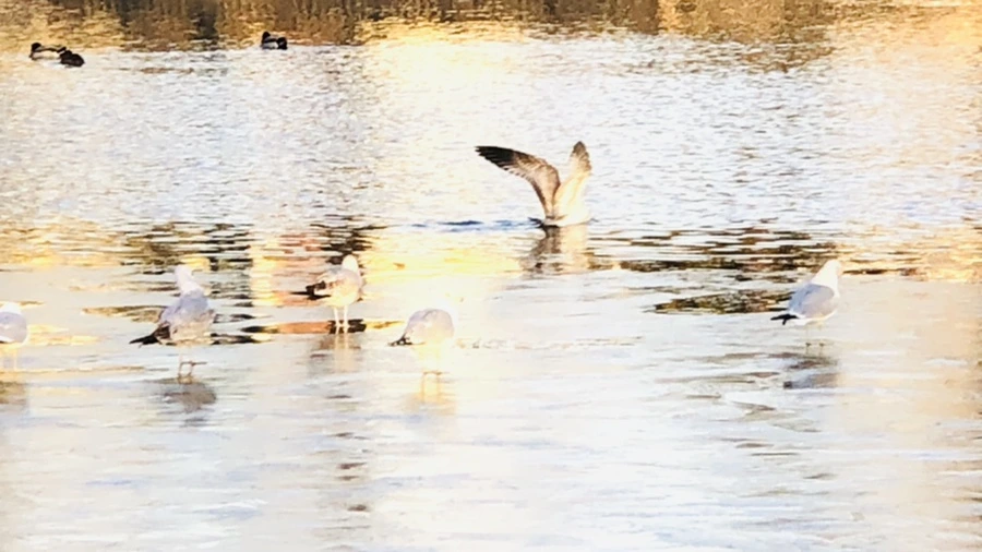 IMG_0883.jpg?type=w966