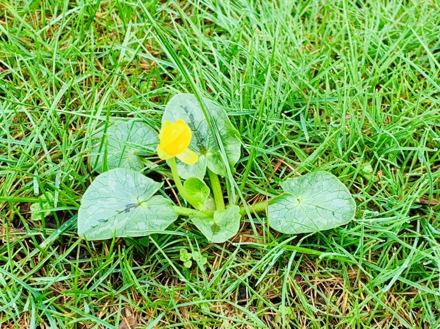 IMG_5052.jpg?type=w966