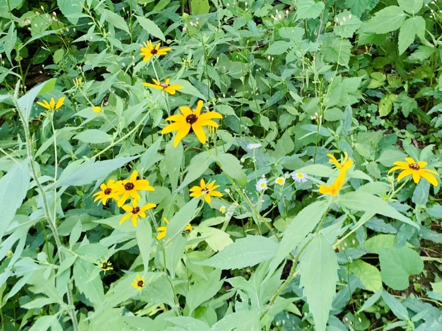 IMG_7622.jpg?type=w966