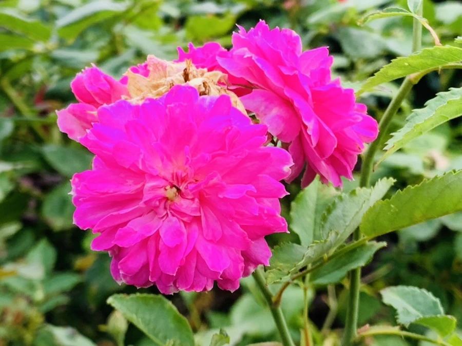 IMG_8700.jpg?type=w966