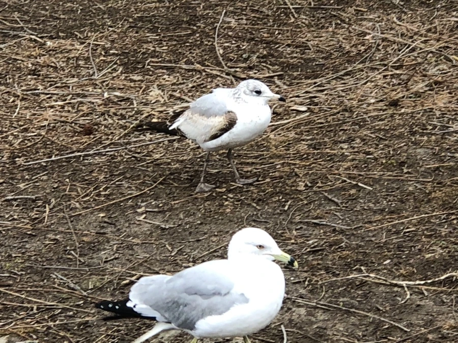 IMG_6135.jpg?type=w966