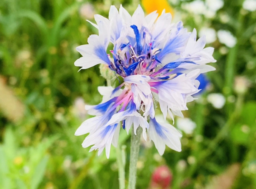 IMG_7245.jpg?type=w966