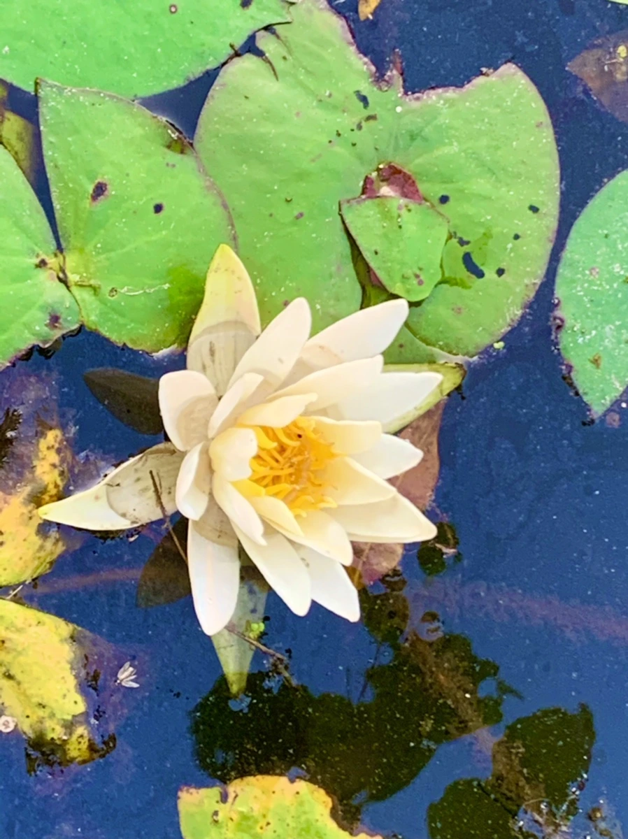 IMG_1039.jpg?type=w966