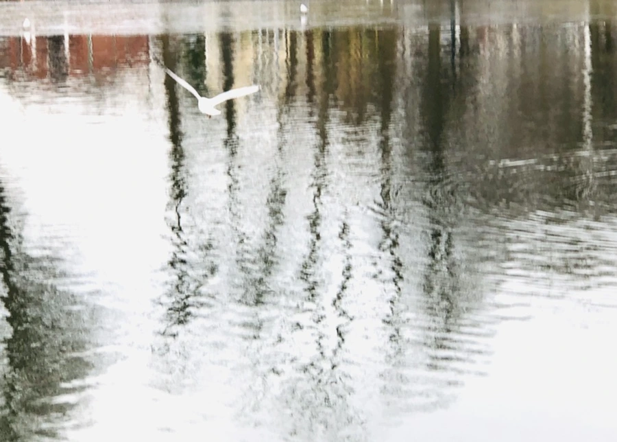 IMG_1025.jpg?type=w966