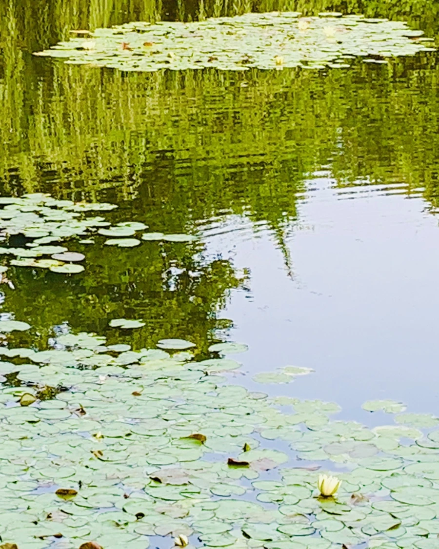 IMG_1672.jpg?type=w966