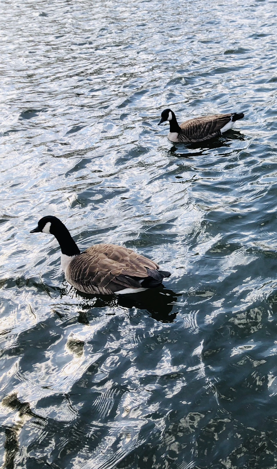 IMG_0160.jpg?type=w966