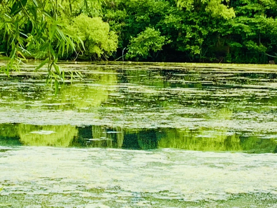 IMG_7495.jpg?type=w966