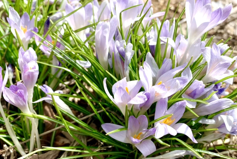 IMG_1095.jpg?type=w966