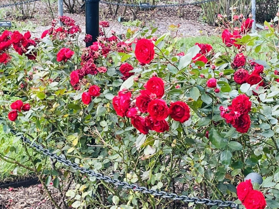 IMG_0165.jpg?type=w966