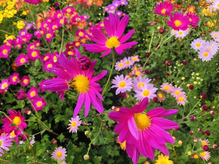 IMG_1952.jpg?type=w966