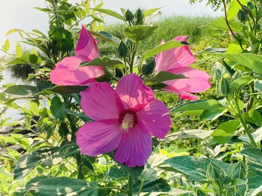 IMG_6541.jpg?type=w966