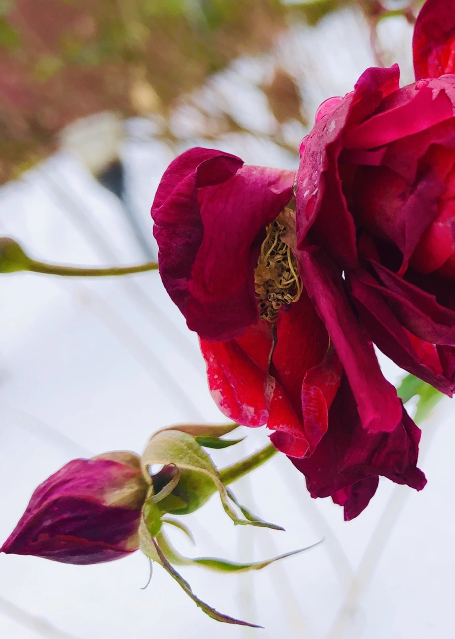 IMG_7554.jpg?type=w966